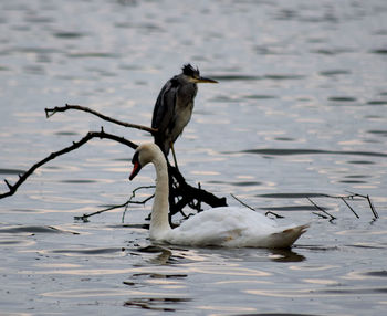 Close-up of bird in lake