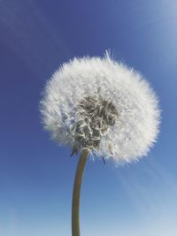 Close-up of dandelion against sky