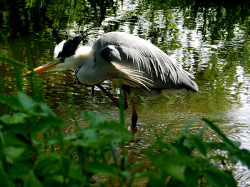 Side view of a bird in lake