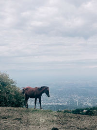 Horse standing on field against sky