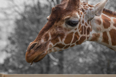 Close-up of giraffe