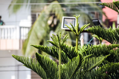 Closeup of green of thuja trees on isolated city background. 