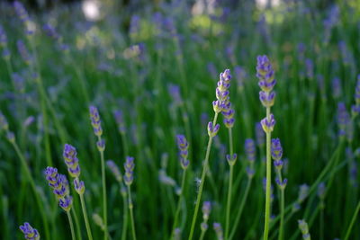 Close-up of purple flowering plants on field