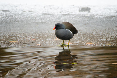 Common gallinule, gallinula galeata moorhen waddle over frozen and snow covered pond in winter