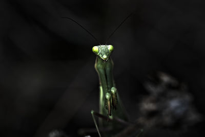 Close-up of damselfly on plant