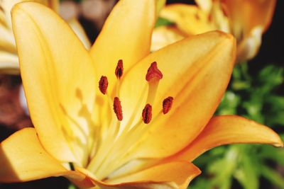 Close-up of yellow lily