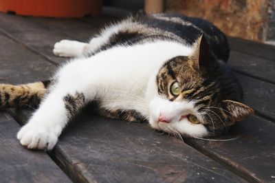 Close-up portrait of a cat resting