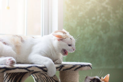 Close-up of a cat in basket