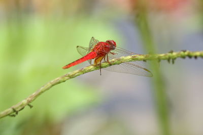 Close-up of dragonfly on plant