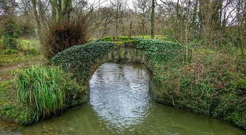 Reflection of trees in water