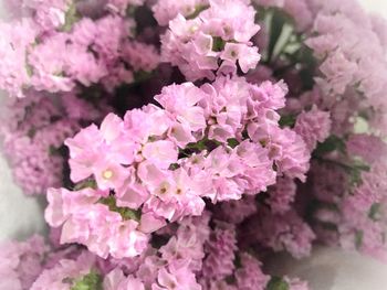 Close-up of pink flowers blooming outdoors