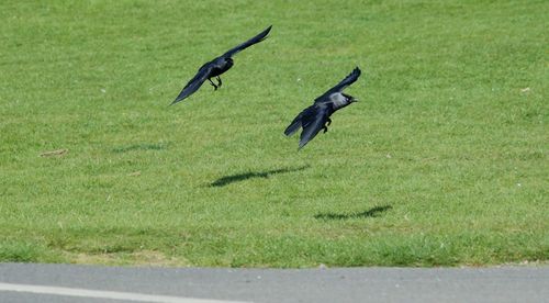 Birds flying over grass