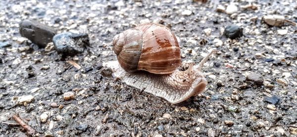 Close-up of snail on land