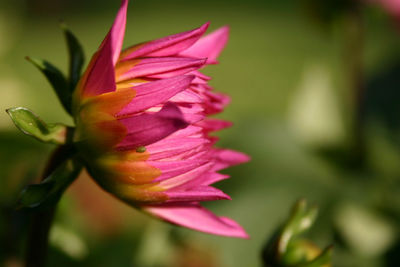 Close-up of pink flower