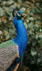 Peacock's portrait