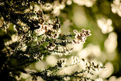 Close-up of cherry blossom tree