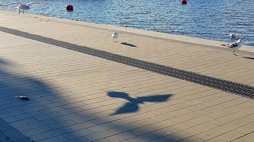 High angle view of birds by sea against sky