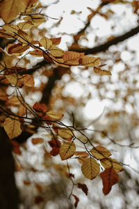 Close-up of dried leaves on tree during winter