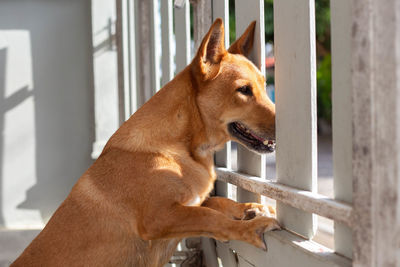 Close-up of a dog looking away