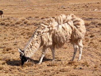 Sheep standing in a field