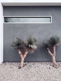 Palm trees against sky