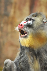 Close-up of a monkey looking away