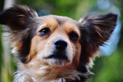 Close-up portrait of a dog