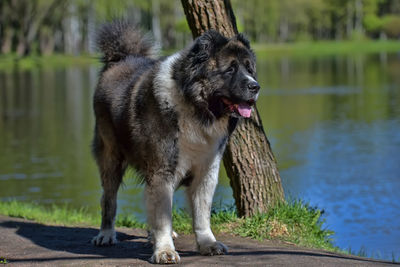 Dog standing in a lake