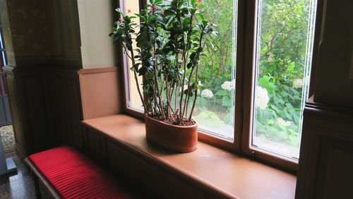 Potted plant by window at home