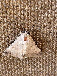Close-up of lizard on wooden wall
