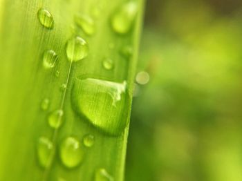 Close-up of water drops on leaf