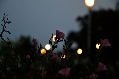 Low angle view of illuminated street light at night