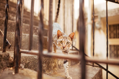 Portrait of cat by fence