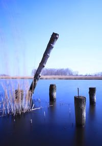 Wooden posts in lake against clear blue sky