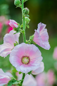 Close-up of pink flowering plant