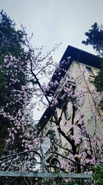 Low angle view of flowers against sky