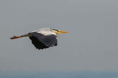 Spotting a heron at the lake of constance in altenrhein in switzerland 28.4.2021