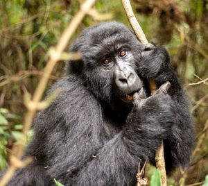 Portrait of gorilla hanging on tree at mgahinga gorilla national park