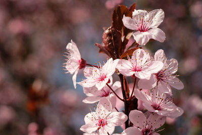 Pink flower of purple-leaf plum prunus close-up