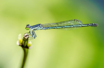 dragonflies and damseflies