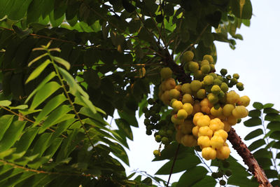 Low angle view of grapes hanging on tree