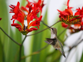 Close-up of red bird flying