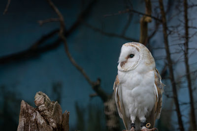 Close-up of owl perching on branch