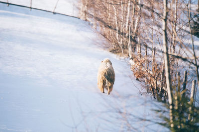 Dog in snow