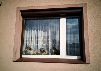 Cats looking through window