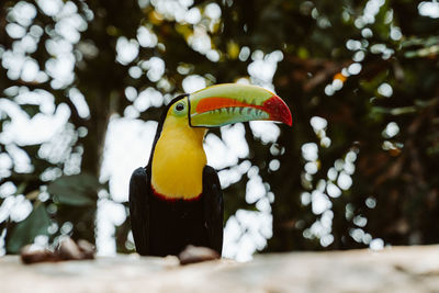 Close-up of bird perching on tree