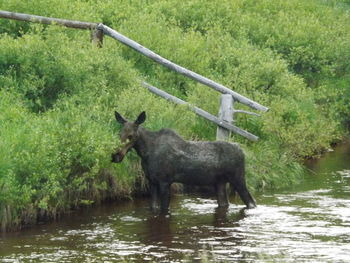 Sheep in water