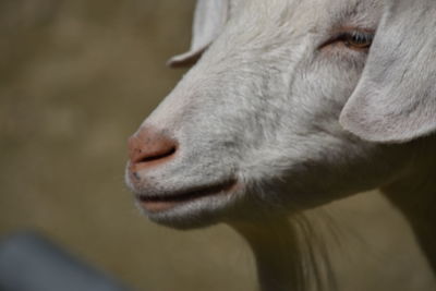 Close-up of goat