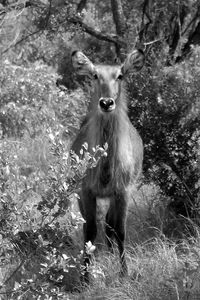 Portrait of deer standing on field