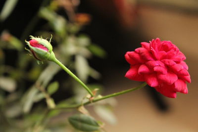 Close-up of pink flowers blooming outdoors